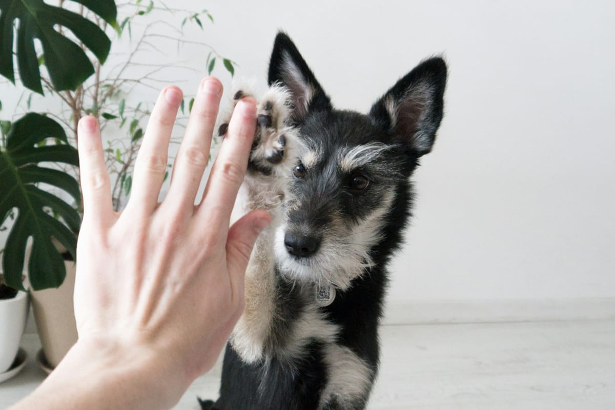 A black and white dog with adorable pointy ears has its paw up to high-five a white person's hand.